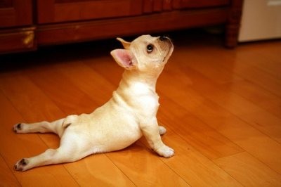 upward-dog-pose-yoga-e1402833826610